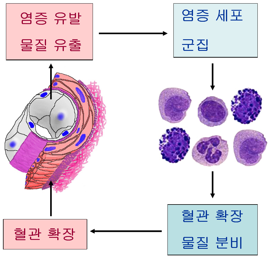혈관 확장의 악순화 고리.jpg