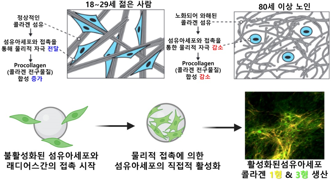 노화된 피부에서 래디어스의 섬유아세포 자극 기전-cnp.jpg