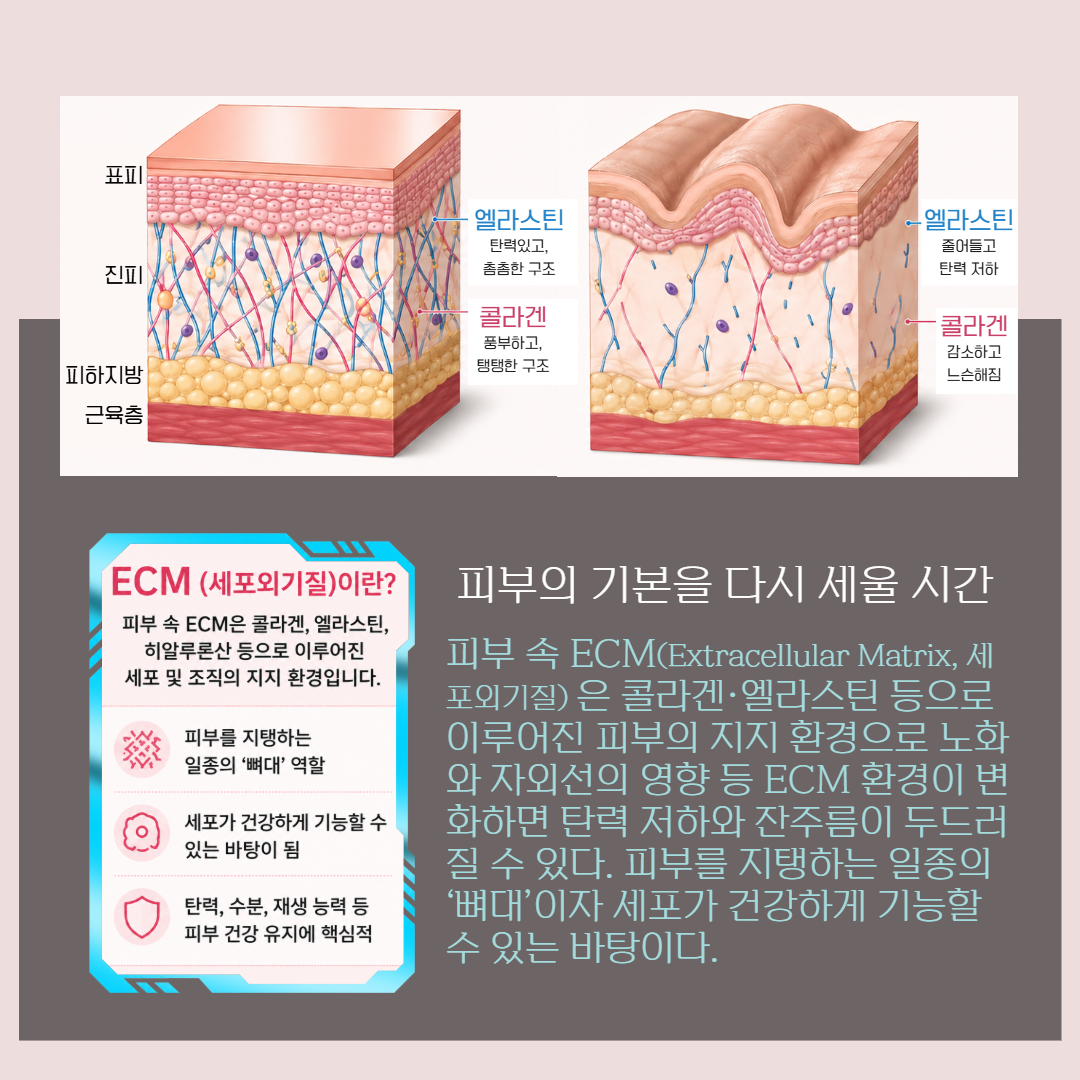 피부속 ECM 기능