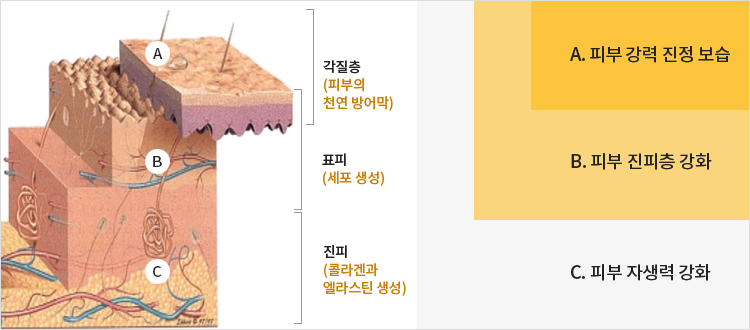 피부층